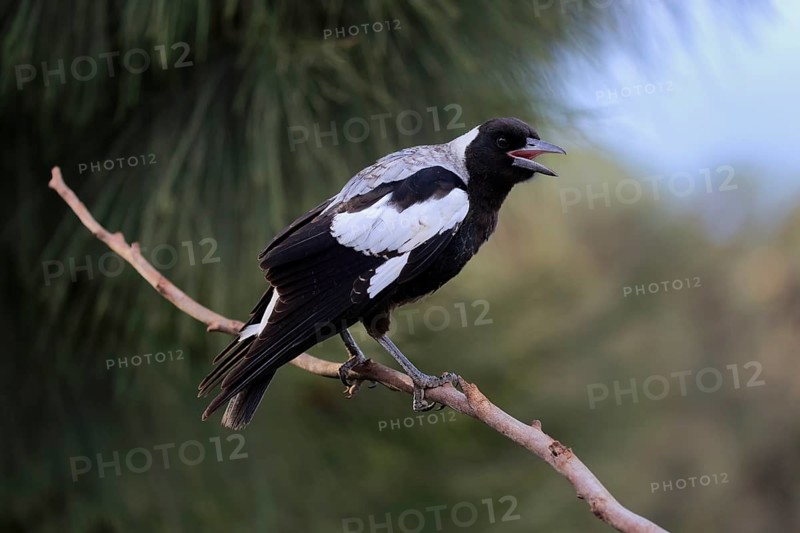 Australian magpie