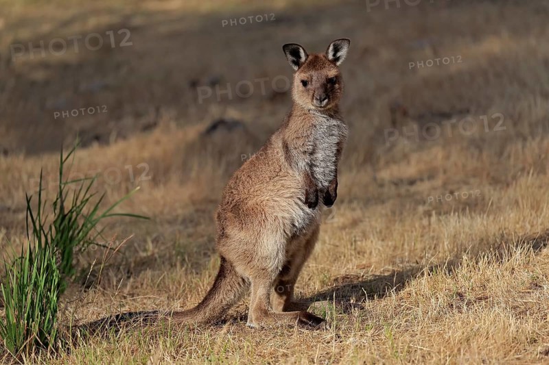 Kangaroo Island kangaroo