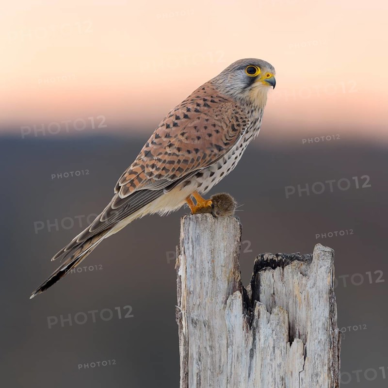 Common Common Kestrel