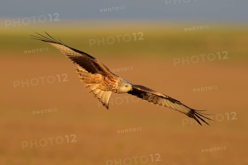 Red kite