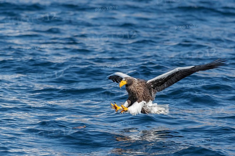 Steller's sea eagle
