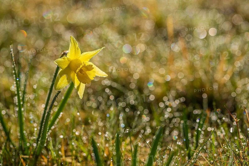 Wild yellow