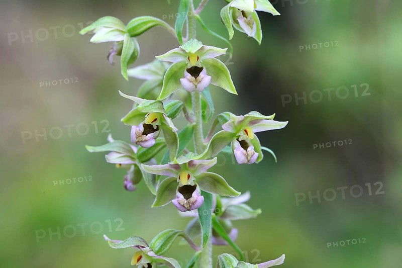 Broad-leaved marshwort