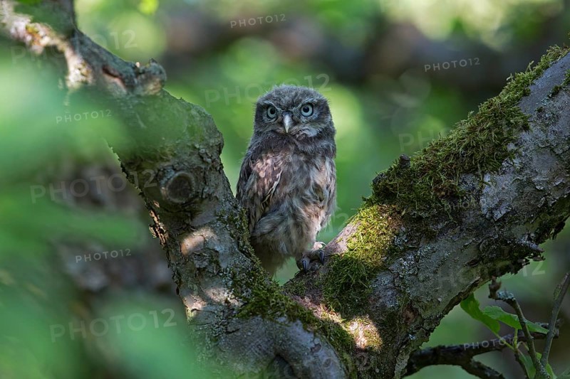 Little owl