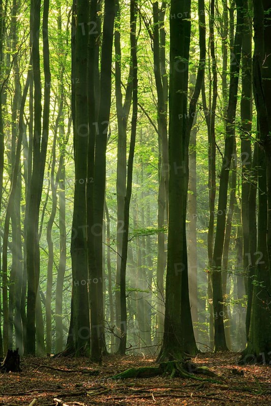 Beech forest in the warm light of the morning sun
