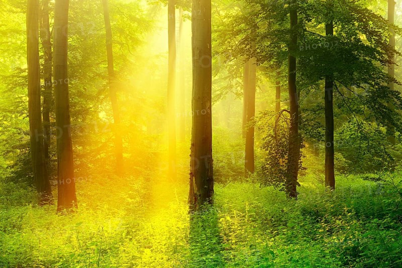 Morning atmosphere in the forest