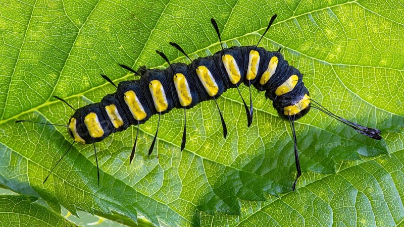 Alder moth