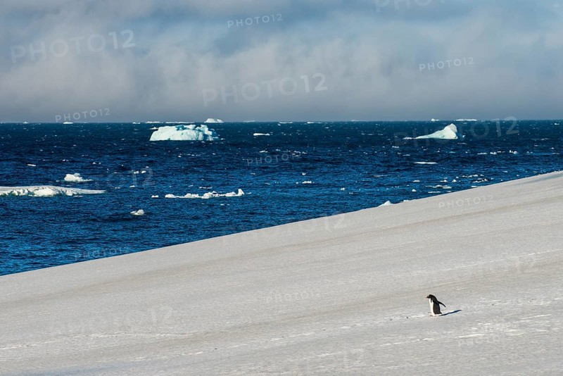 Little gentoo penguin walking on a glacier
