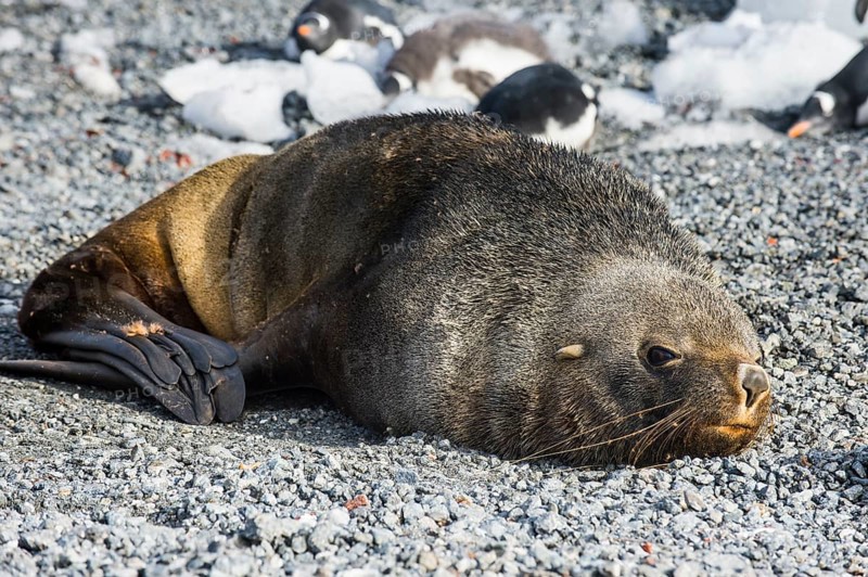 Antarctic fur seal