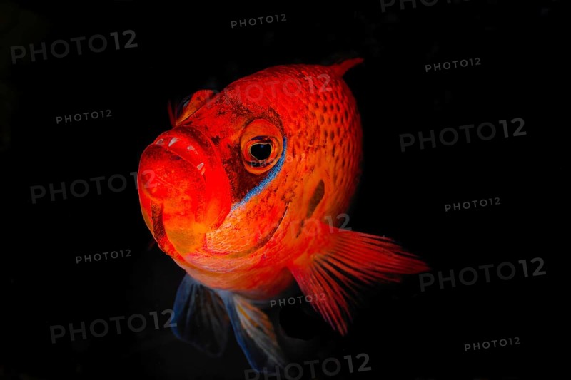 Steenes dwarf perch