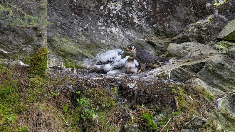Peregrine falcon Falcon