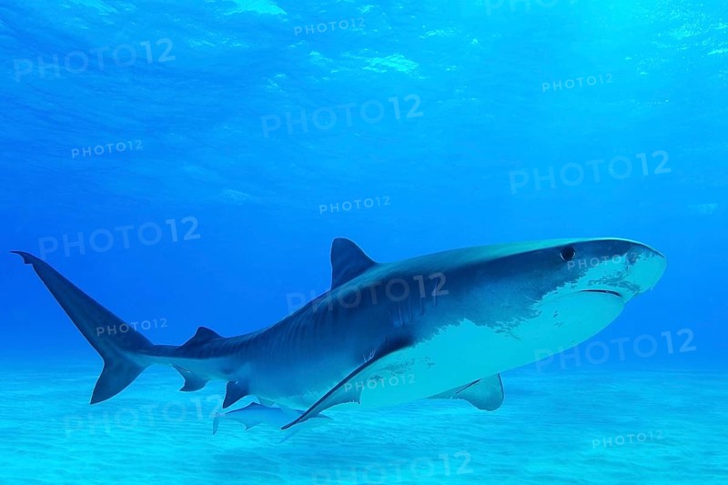 Tiger Shark
