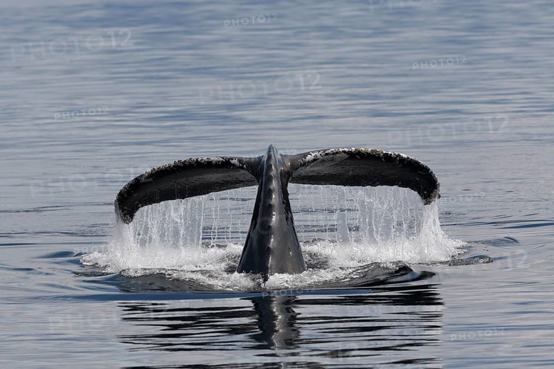 Descending humpback whale