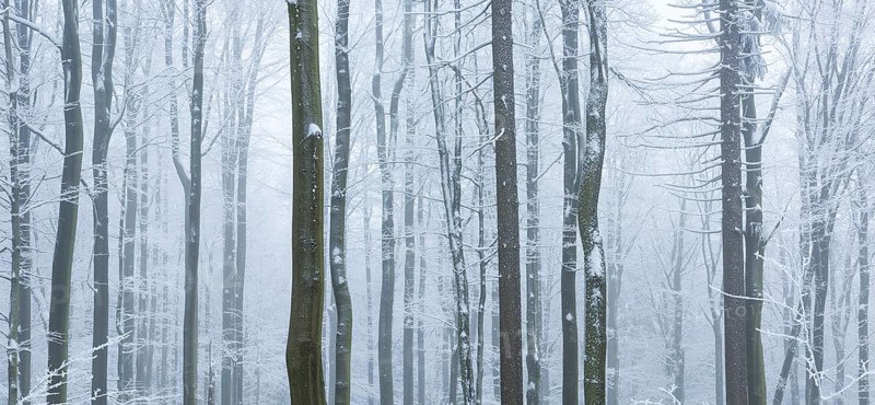 Forest in winter with snow and hoarfrost