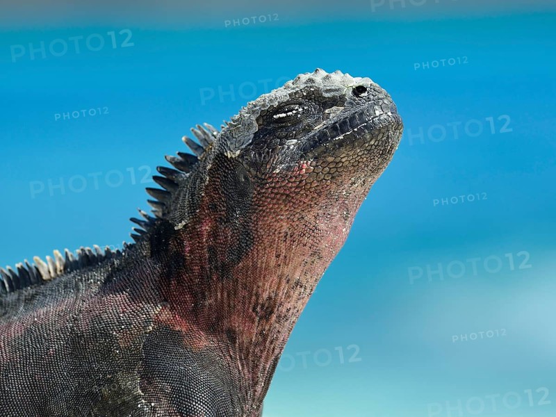 Marine iguana