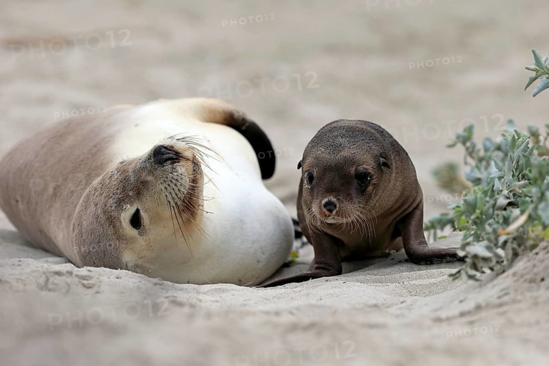 Australian sea lion