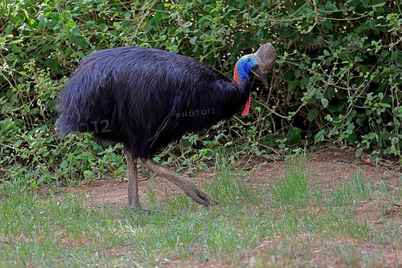 Double-wattled cassowary