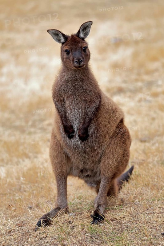 Kangaroo Island grey kangaroo