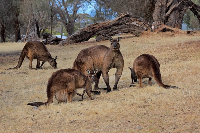 Kangaroo Island grey kangaroo