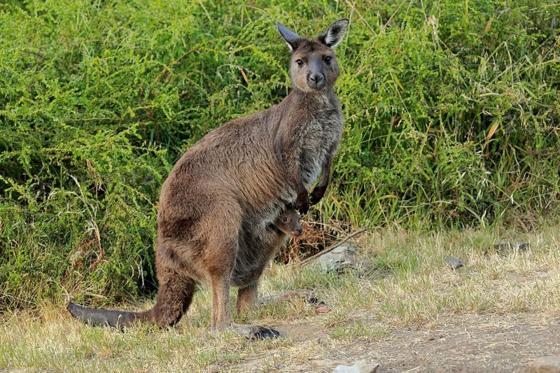 Kangaroo Island grey kangaroo