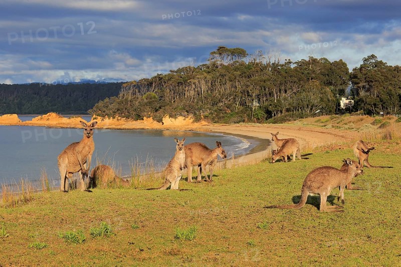Eastern grey kangaroo