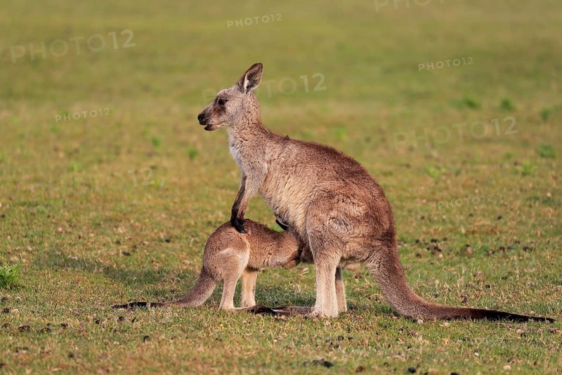 Eastern grey kangaroo