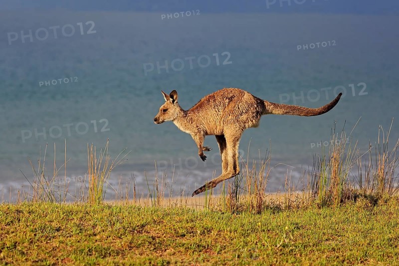 Eastern grey kangaroo