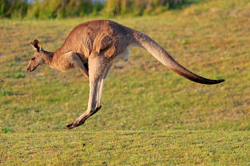 Eastern grey kangaroo