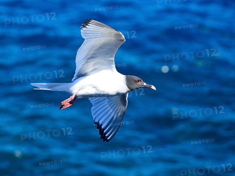 Swallow-tailed gull