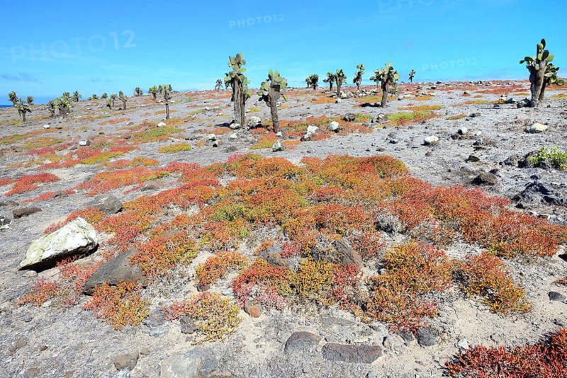 Tree opuntia
