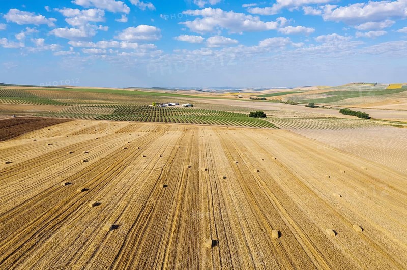 Bales of straw in cornfield after wheat harvest and cultivated young olive trees