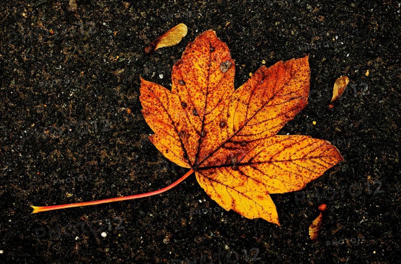 Autumnal coloured leaves of sycamore maple