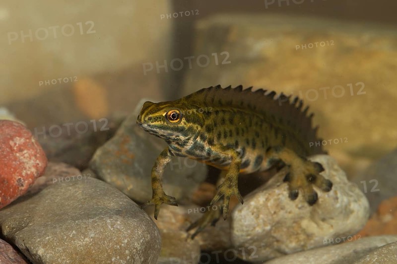 Common newt