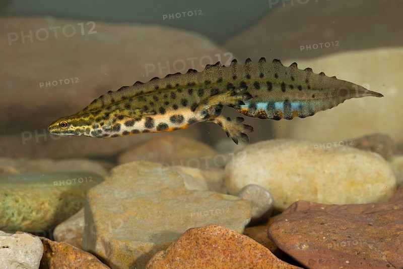 Common newt
