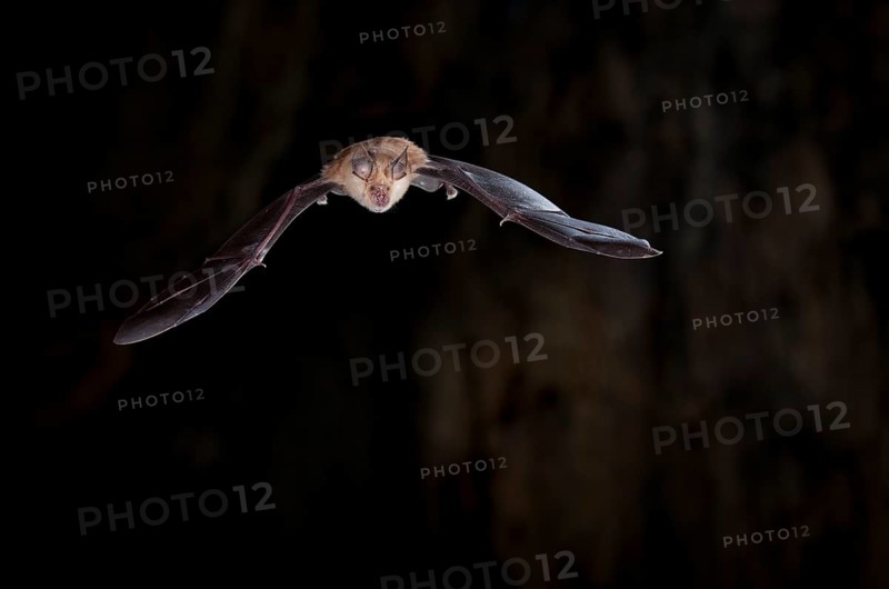 Greater horseshoe bat