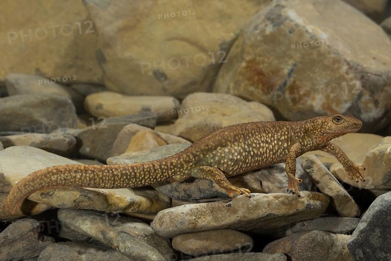 Pyrenean brook salamander