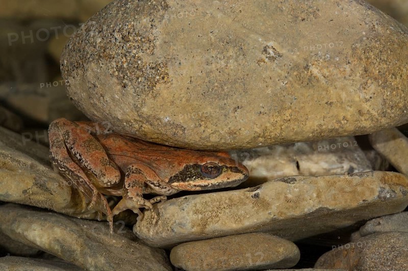 Pyrenean Frog