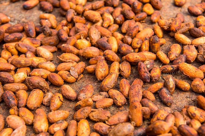 Sry cocoa beans