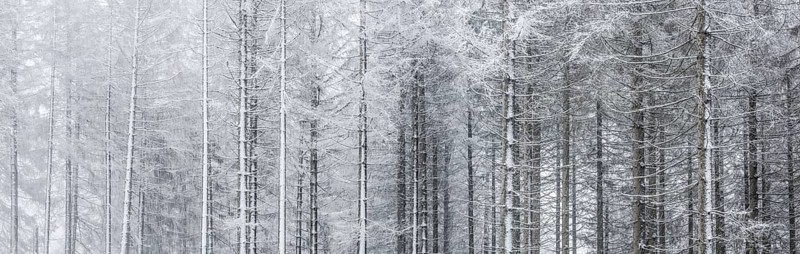 Spruce forest with snow and fog in the Harz mountains