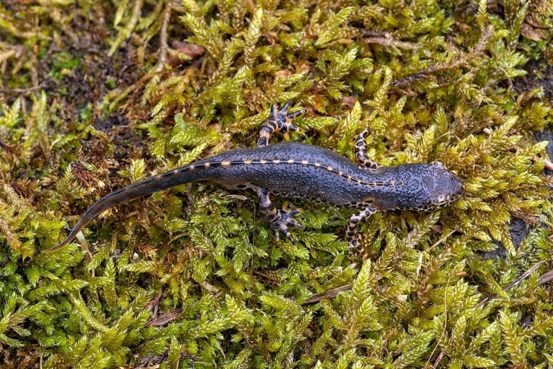 Alpine newt