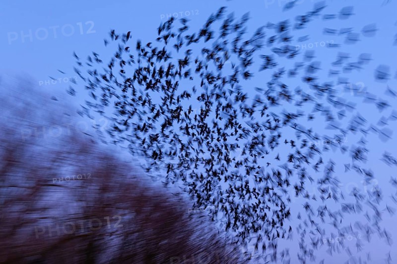 Western jackdaws
