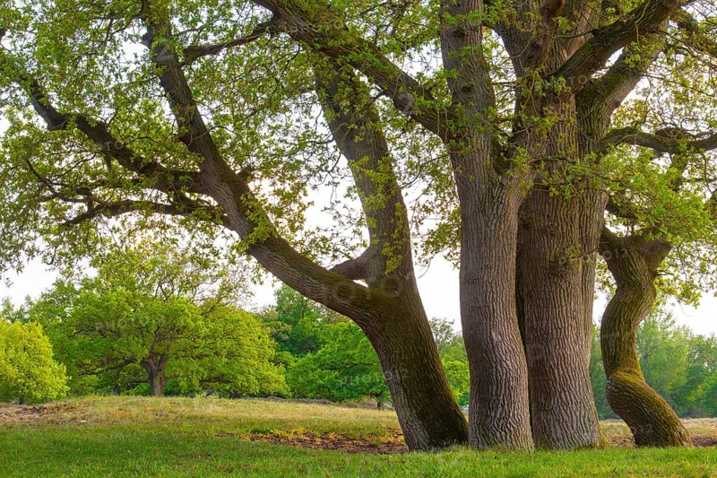 Oaks