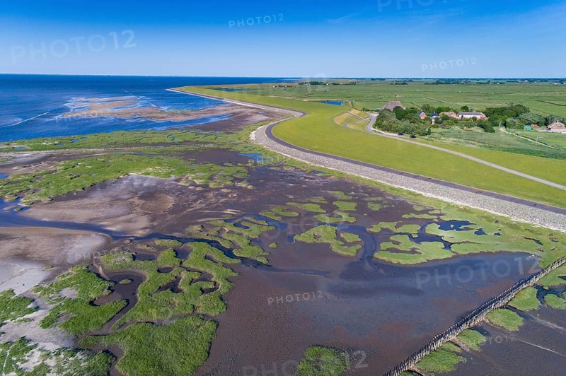 Salt marshes in front of the dike