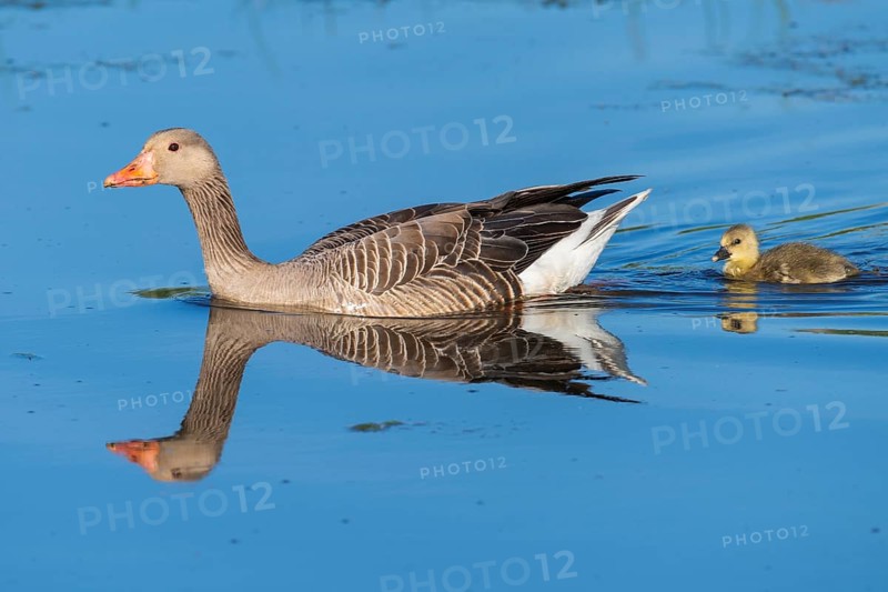 Greylag goose