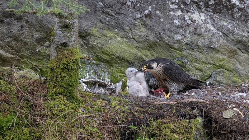 Peregrine falcon Falcon