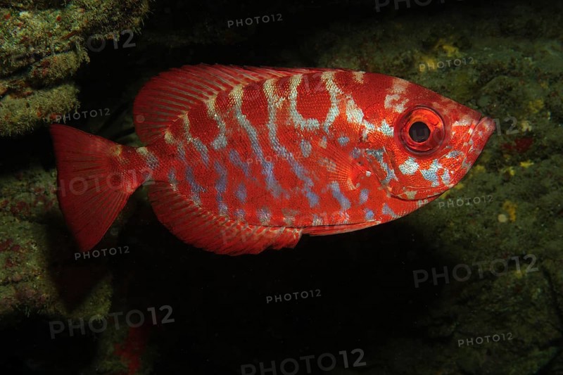 Glasseye Snapper