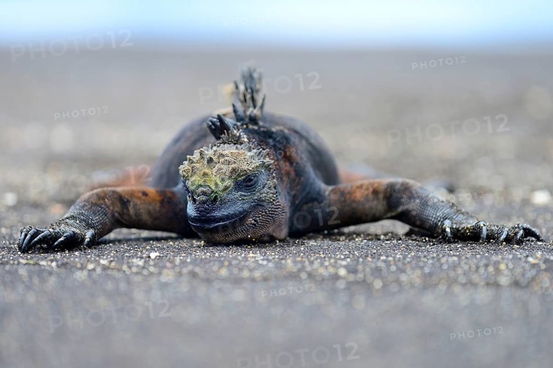 Marine iguana