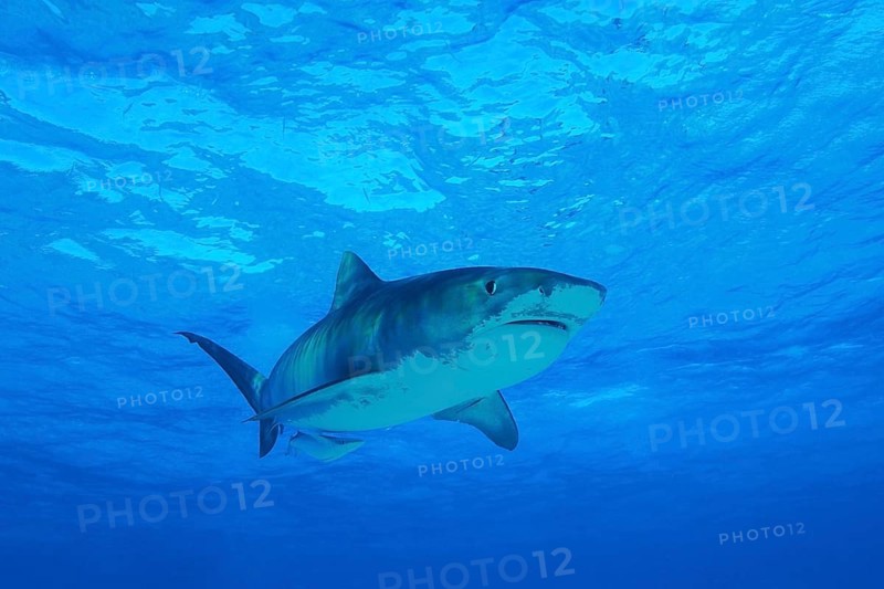 Tiger Shark
