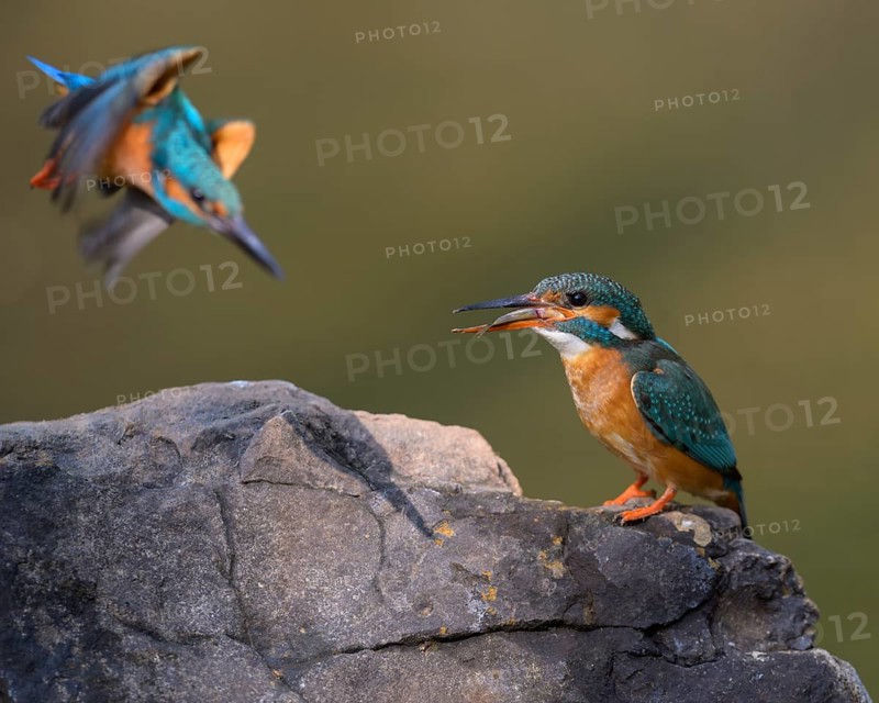 Common kingfisher