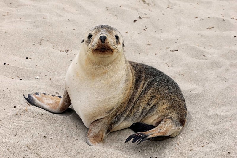 Australian sea lion